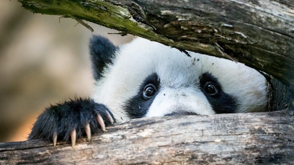 Playful Panda Peekaboo wallpaper