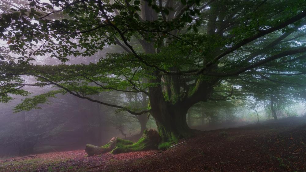 Ancient Tree in Misty Forest wallpaper