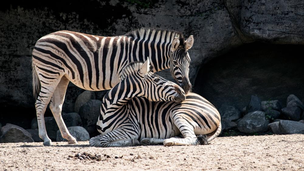 Resting Zebra Pair in Natural Light wallpaper