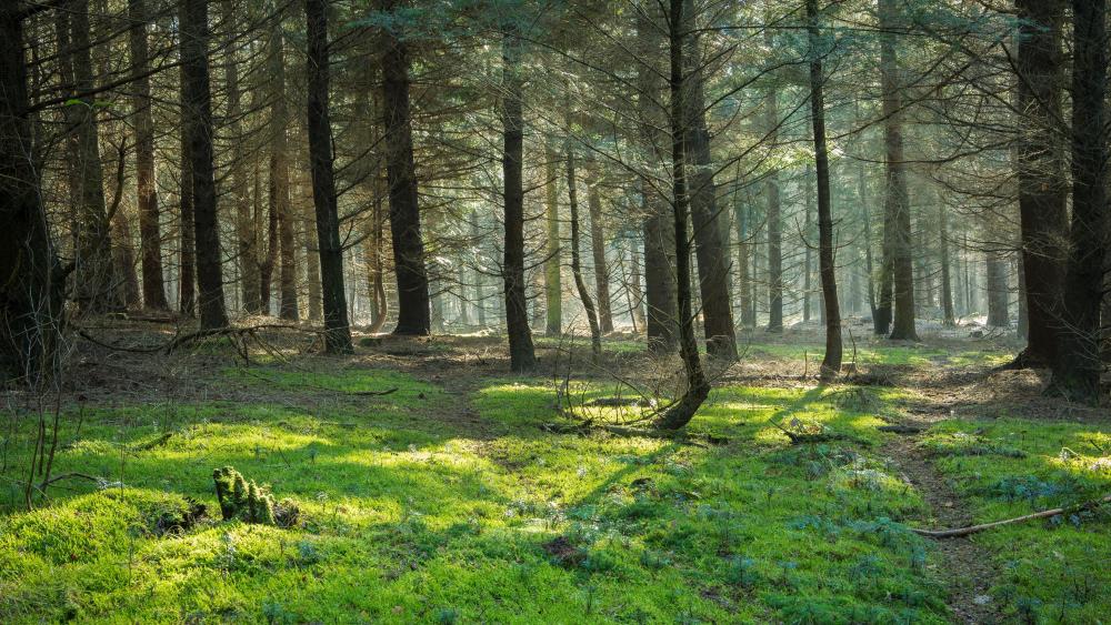 Sunlit Evergreen Forest Serenity wallpaper