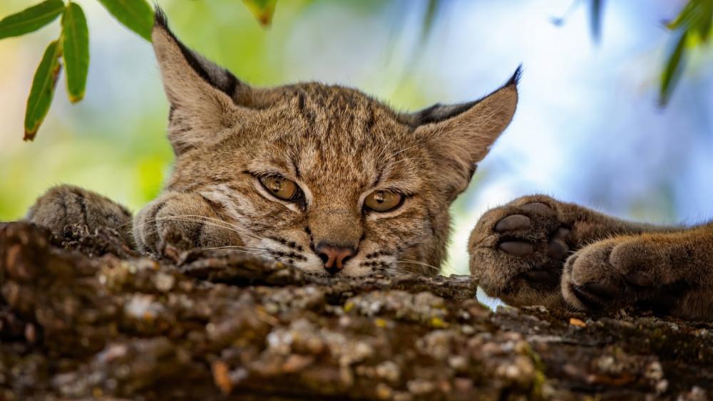Resting Eurasian Lynx in Forest Light wallpaper