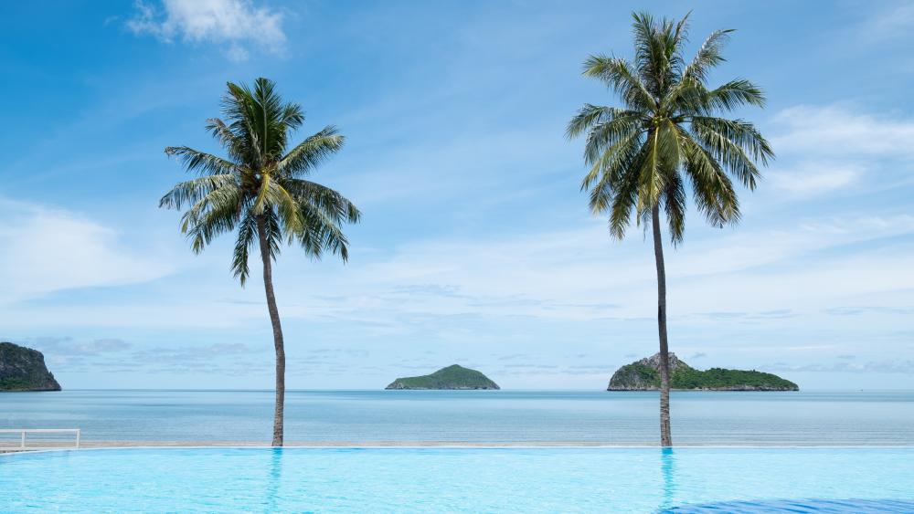 Tropical Palm Paradise wallpaper