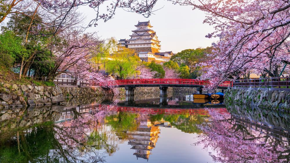 Himeji Castle Blossoms Over Mirror Waters wallpaper