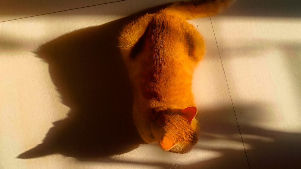 Sunlit Ginger Cat Shadows wallpaper