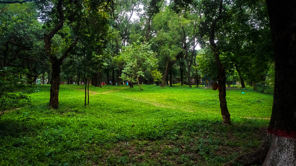 Lush Green Serenity Awaits in Nature's Embrace wallpaper