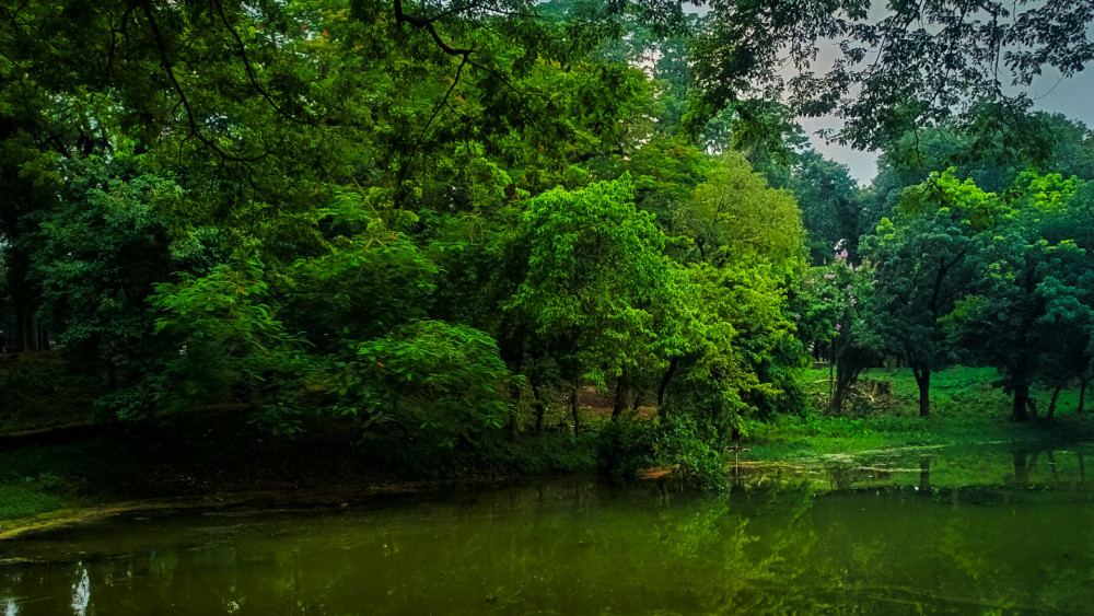 Lush Green Reflections in Nature's Embrace wallpaper