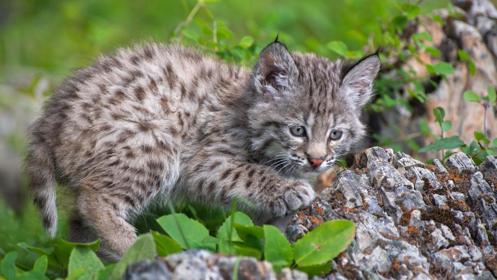 Adorable Lynx Kitten Exploring Forest Rocks wallpaper