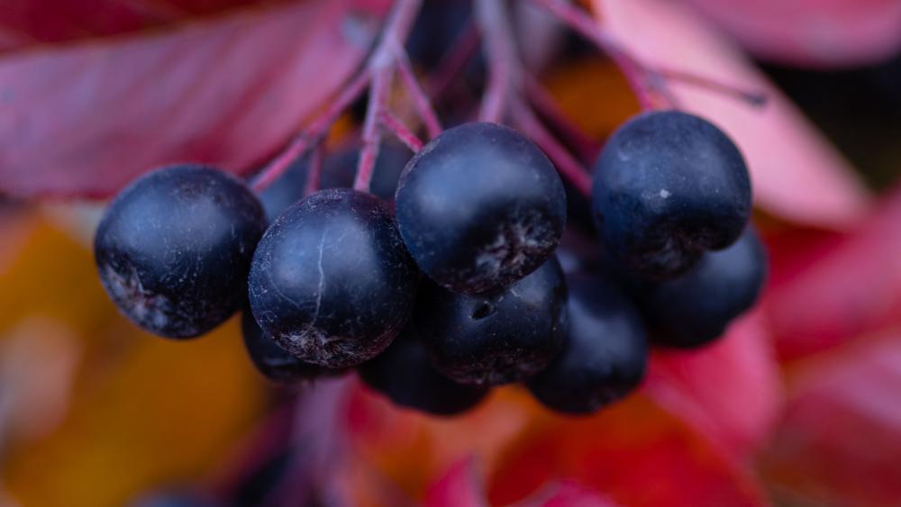 Autumn Black Rowan Berries wallpaper