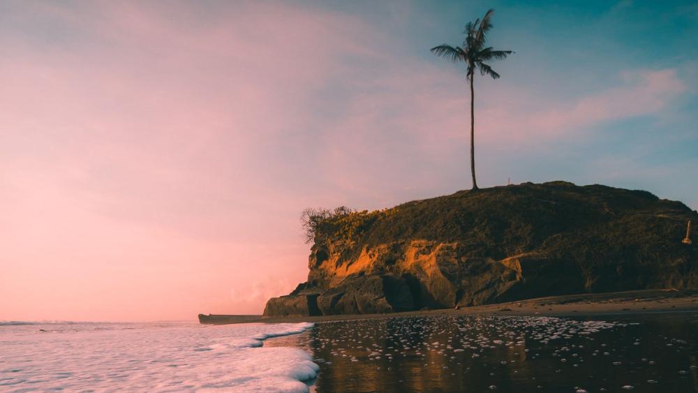 Solitary Palm at Sunset on Bali Shore wallpaper