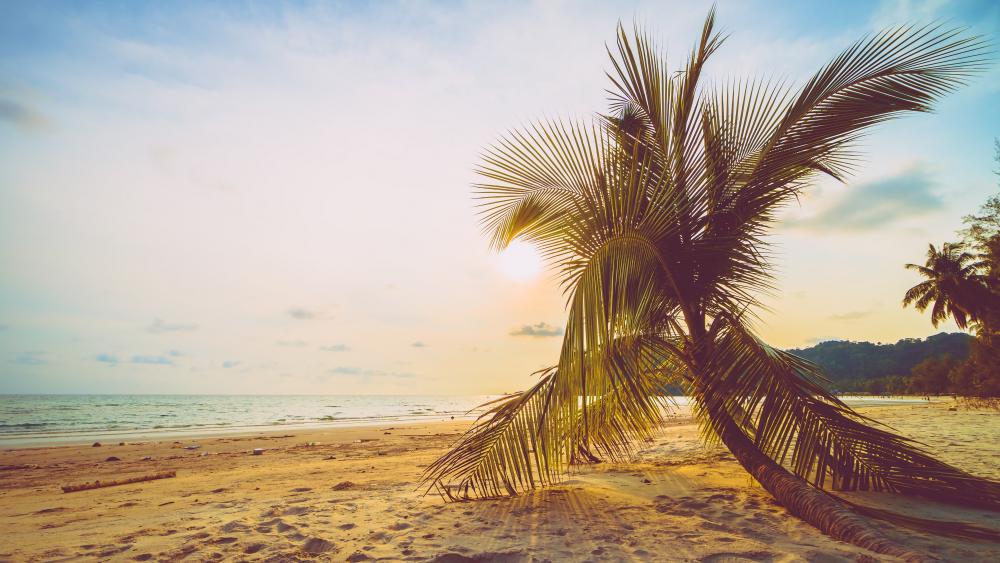 Golden Palm Coast Sunset wallpaper