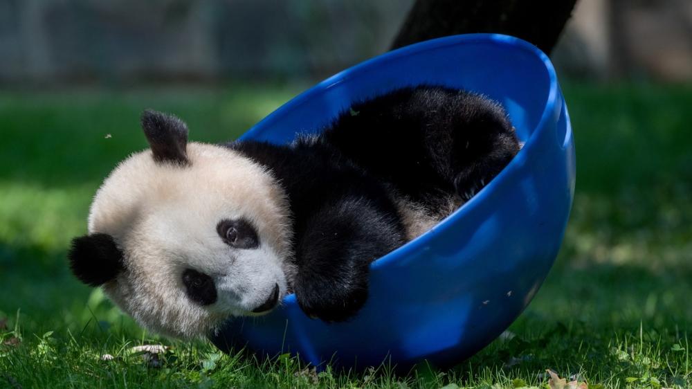 Playful Panda Cub in Blue Bowl wallpaper