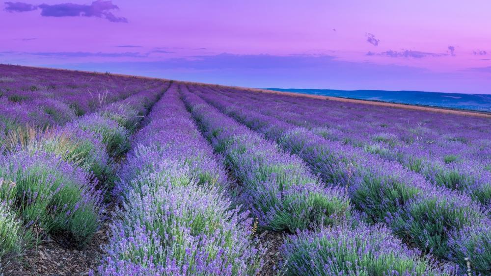 Lavender Horizon Glow wallpaper