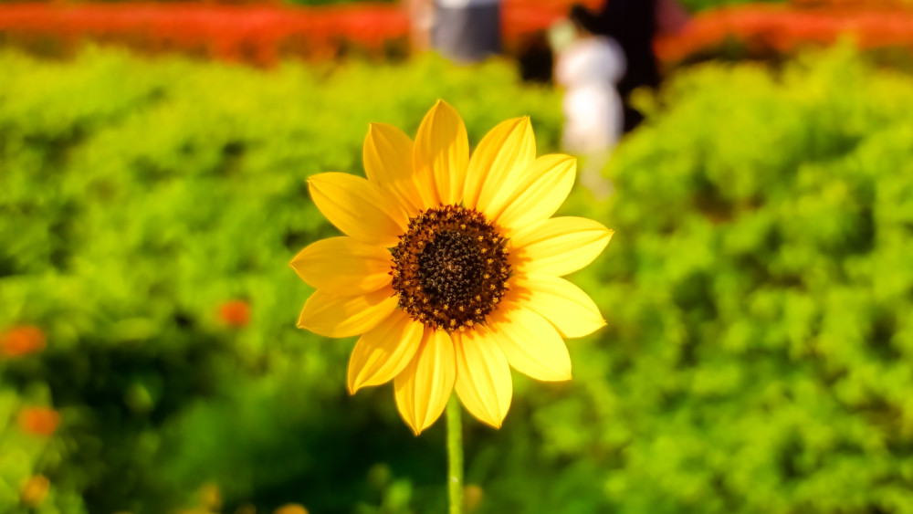 Sunlit Sunflower Glow wallpaper