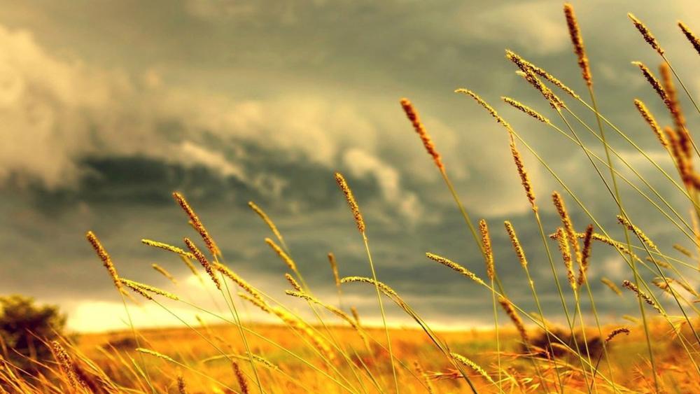 Golden Sunset in Wheat Field wallpaper