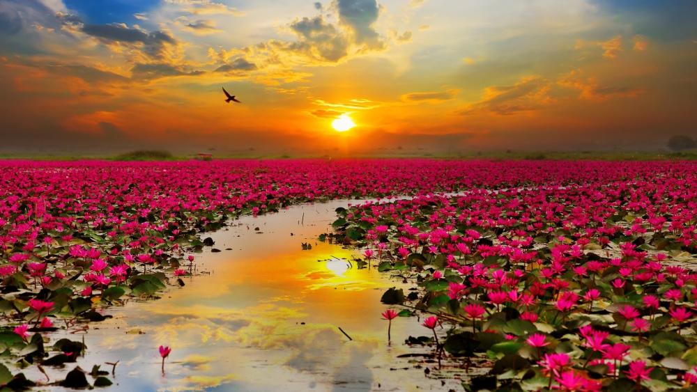 Sunset Lotus Bloomfield wallpaper