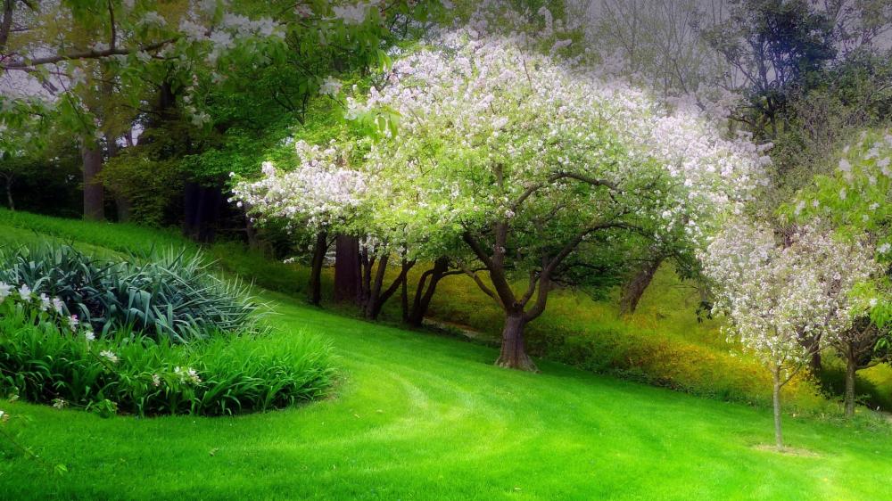 Spring Blossom Park Serenity wallpaper