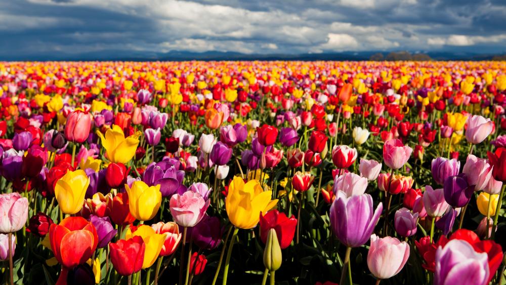 Vibrant Spring Tulip Paradise wallpaper