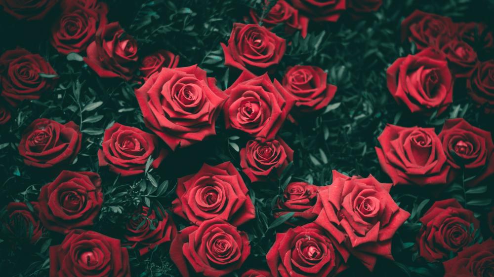 Velvet Red Rose Garden wallpaper