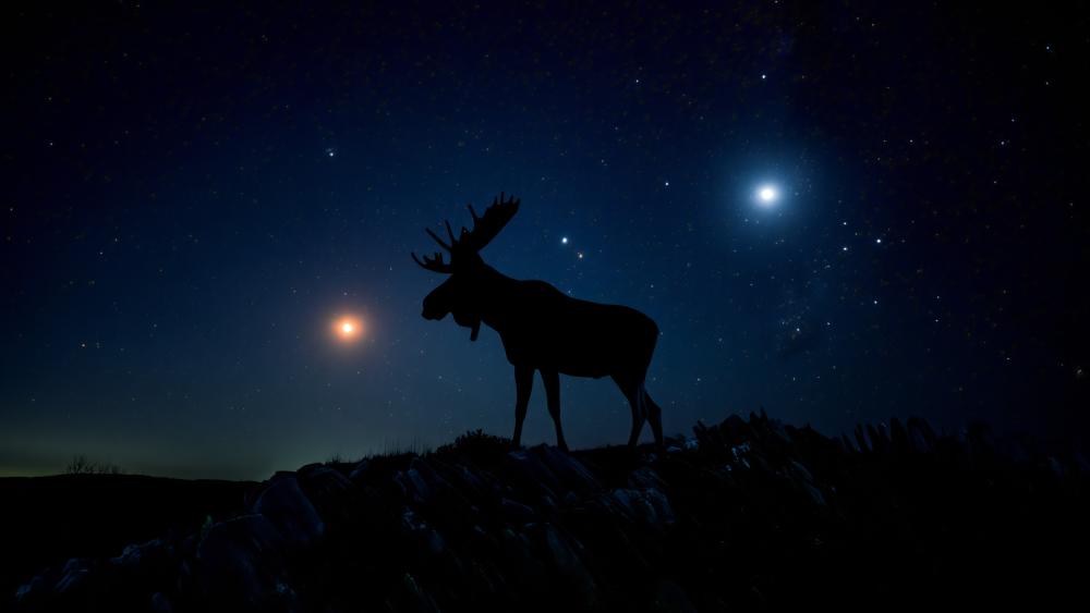 Silent Moose Under a Starry Sky wallpaper