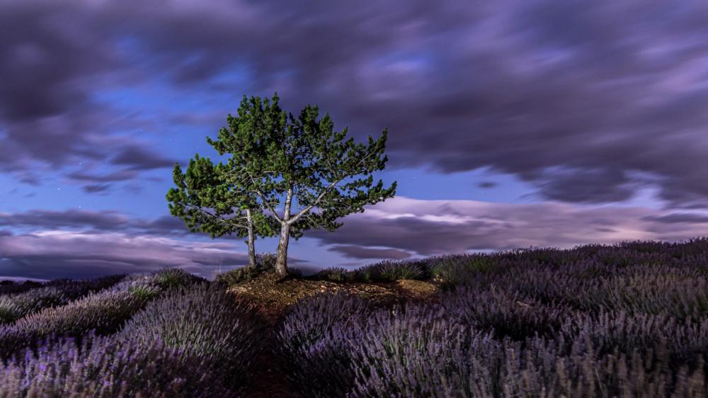 Lonely Tree Above Lavender Fields wallpaper