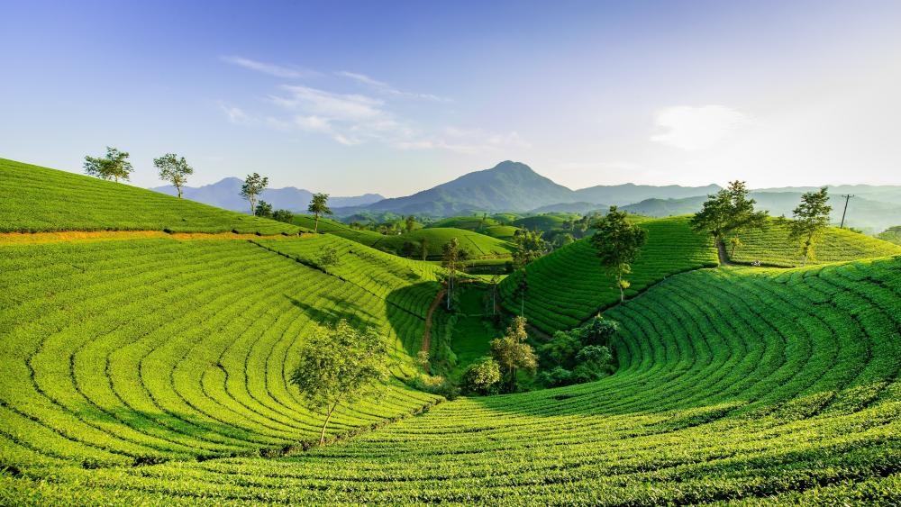 Emerald Tea Hills of Long Coc Vietnam wallpaper