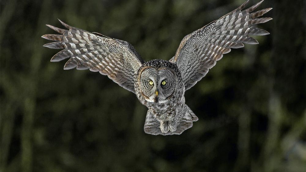 Silent Flight of the Great Grey Owl wallpaper