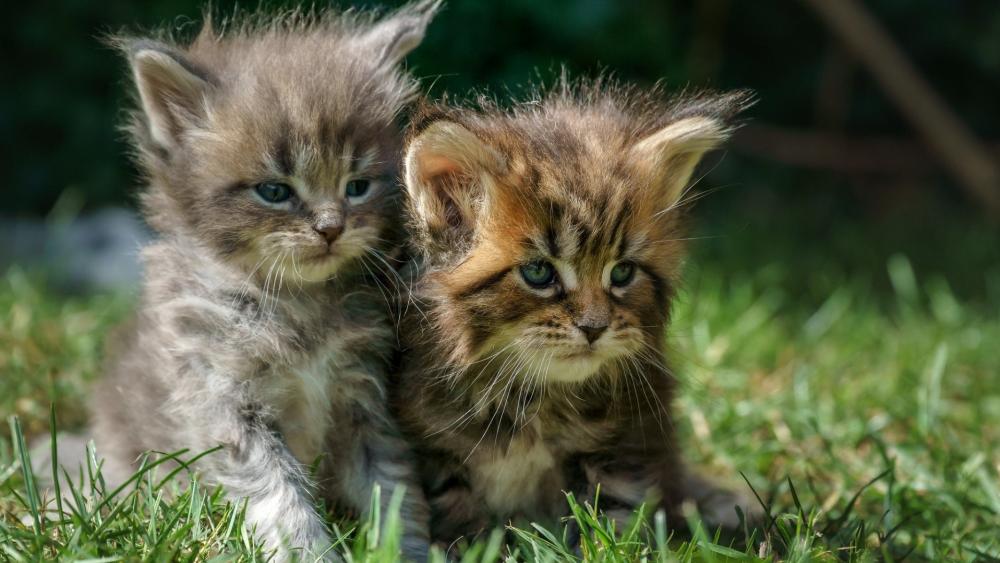 Fluffy Tabby Kittens in Sunlit Grass wallpaper