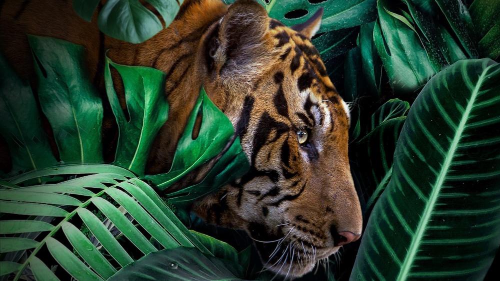 Hidden Tiger in Jungle Leaves wallpaper