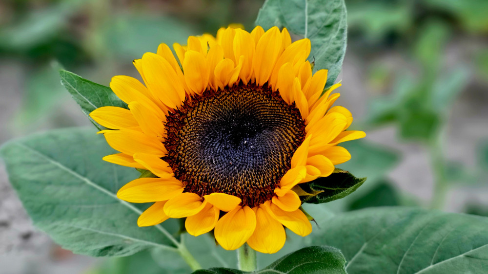 Golden Sunflower Bloom wallpaper