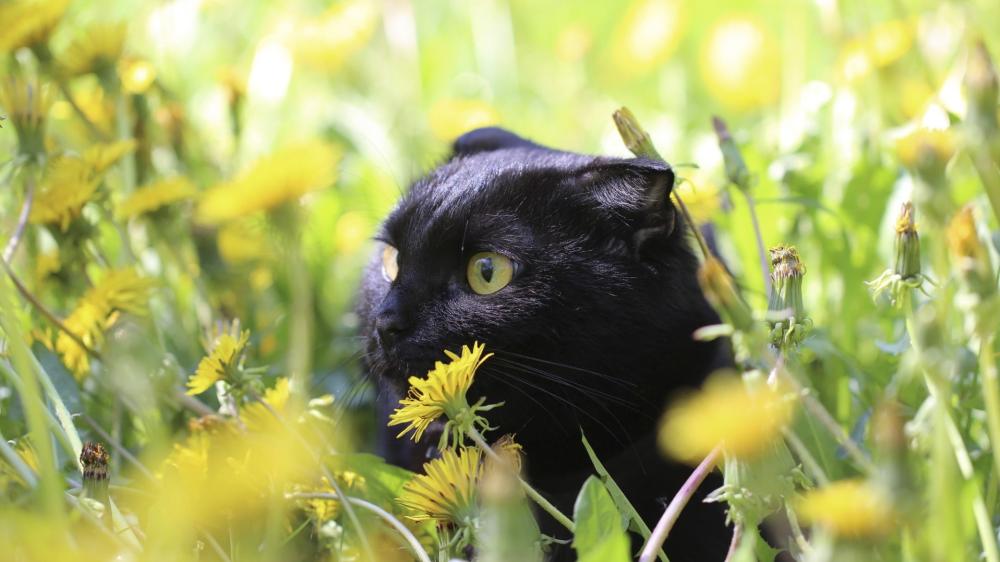 Black Cat in Wildflowers wallpaper