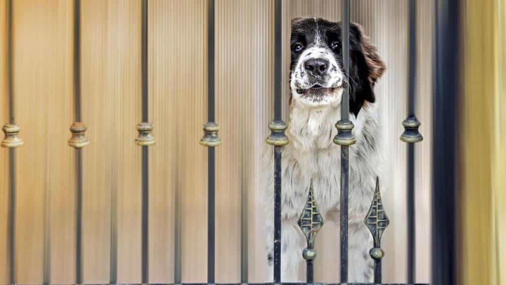 Curious Dog Behind the Gate wallpaper