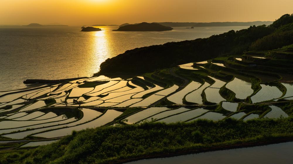 Golden Sunset Over Doya Rice Terraces wallpaper