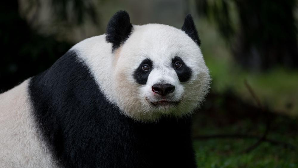 Gentle Giant Panda Portrait wallpaper