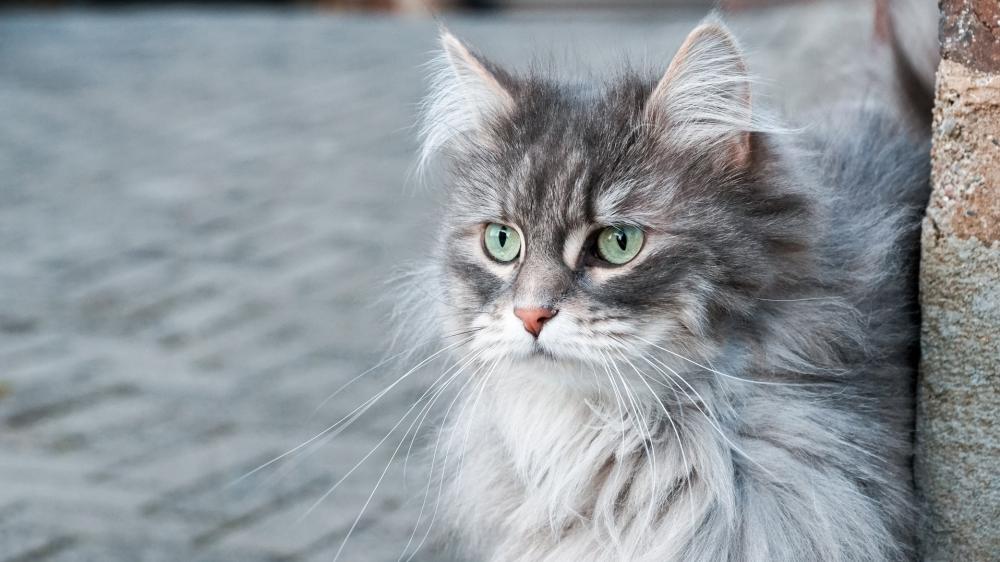 Elegant Grey Cat in Soft Light wallpaper