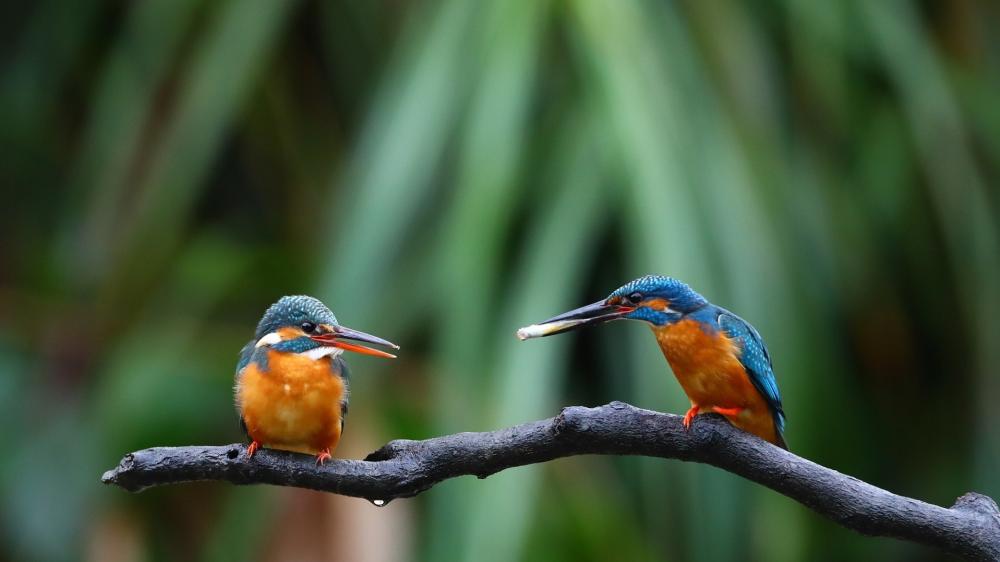 Kingfisher Pair on Branch wallpaper