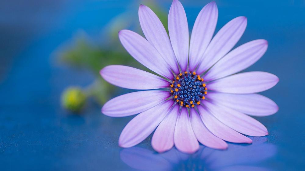 Soft Lavender Daisy Glow wallpaper