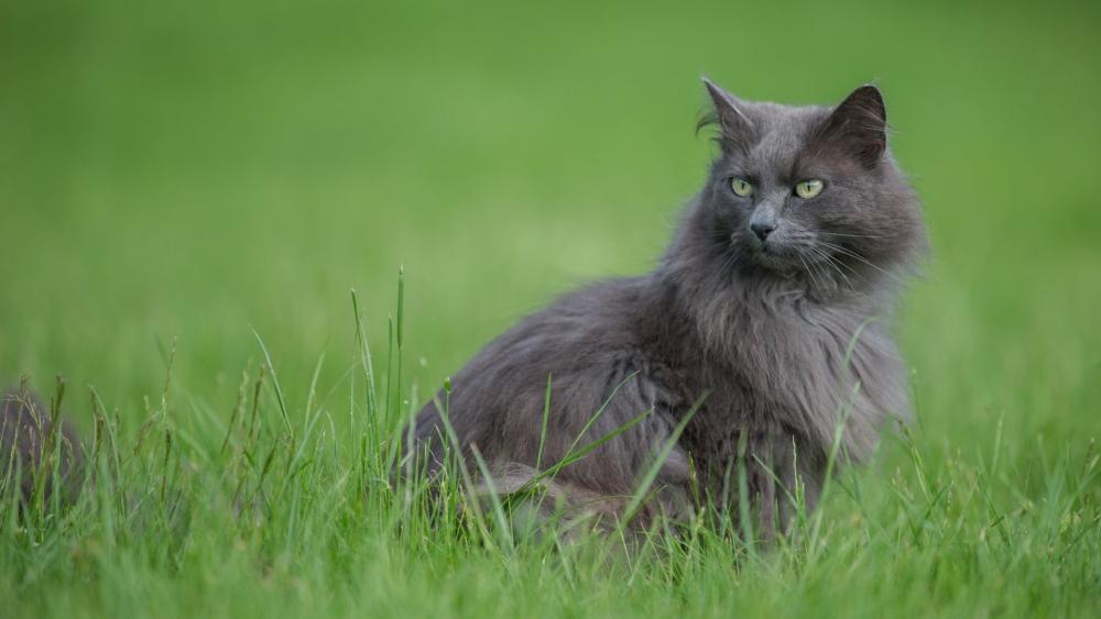 Elegant Grey Cat in Green Meadow wallpaper