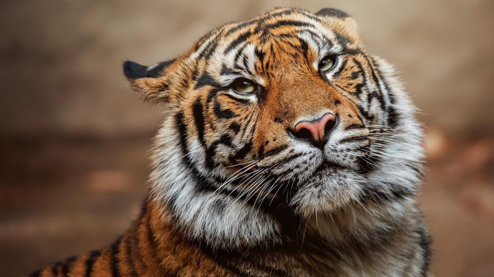 Majestic Tiger Portrait in Warm Natural Light wallpaper