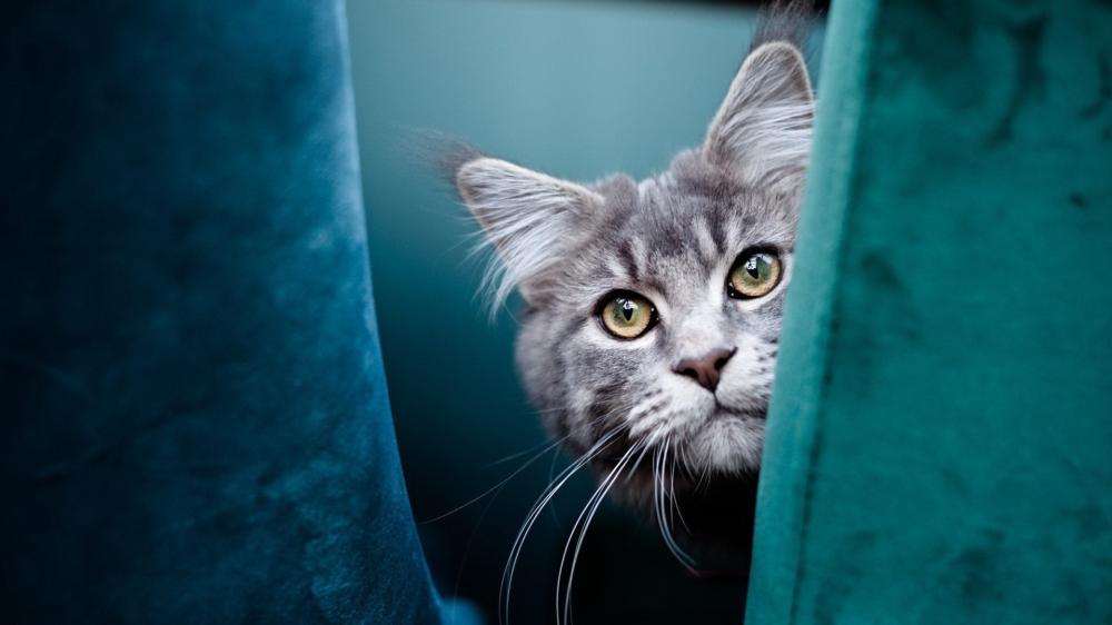 Curious Grey Cat Peekaboo wallpaper