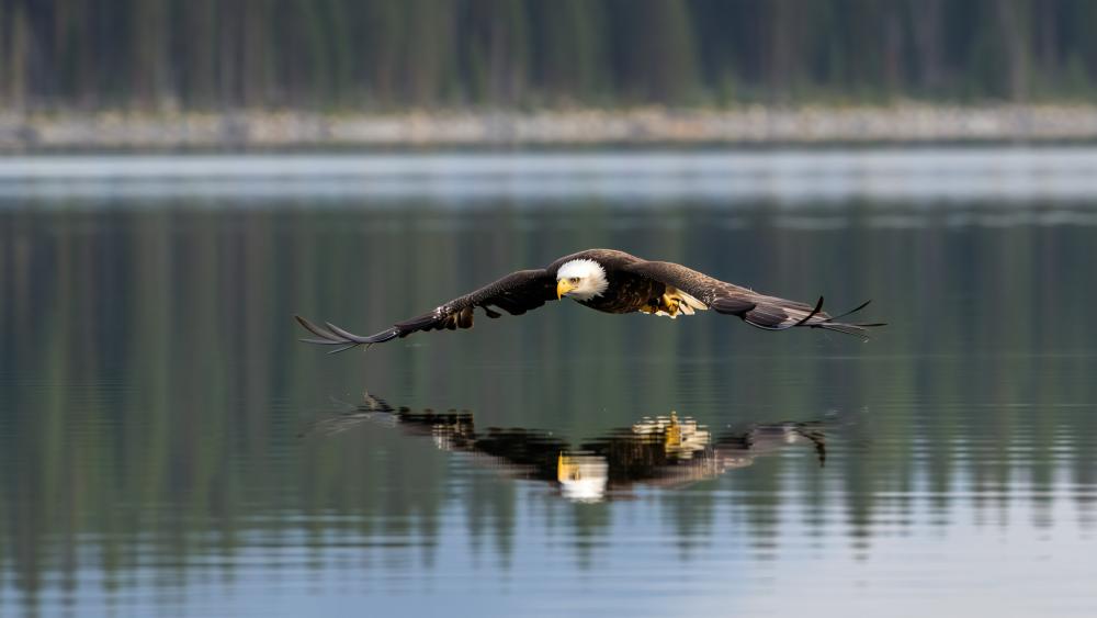 Majestic Eagle Skimming Calm Water wallpaper