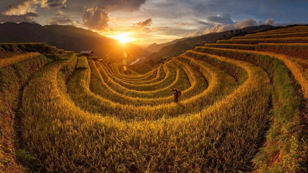 Golden Light Over Mu Cang Chai Terraces wallpaper
