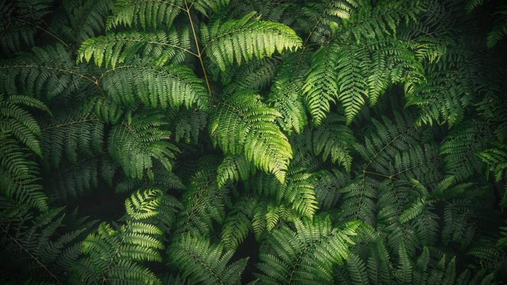 Lush Fern Canopy in Soft Forest Light wallpaper