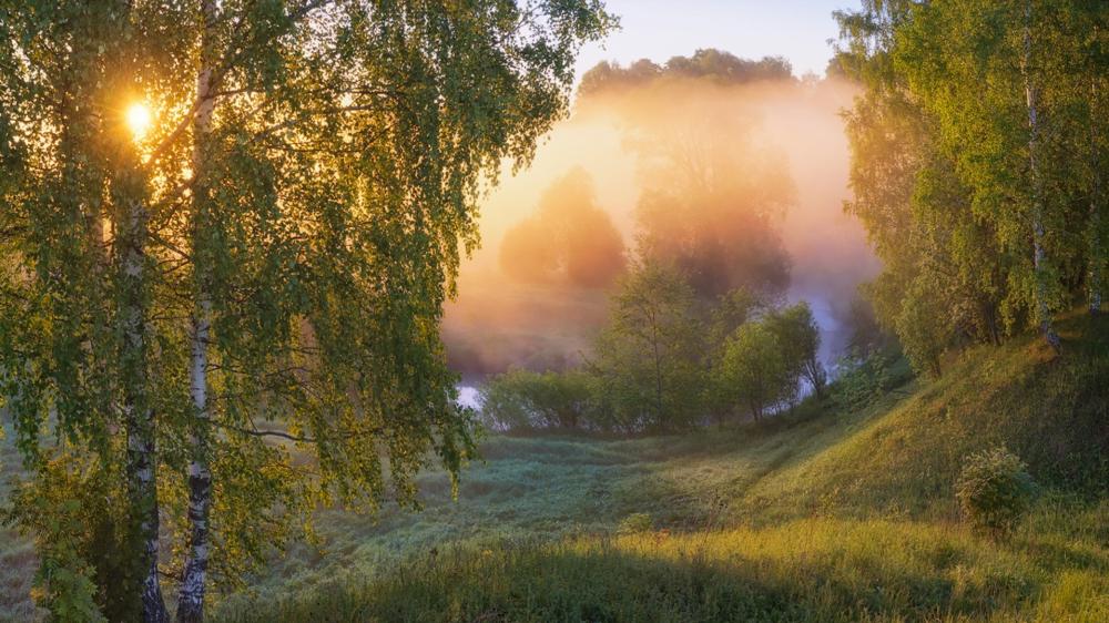 Golden Spring Sunrise in Misty Birch Valley wallpaper