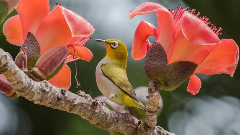Golden White Eye Among Coral Blossoms wallpaper