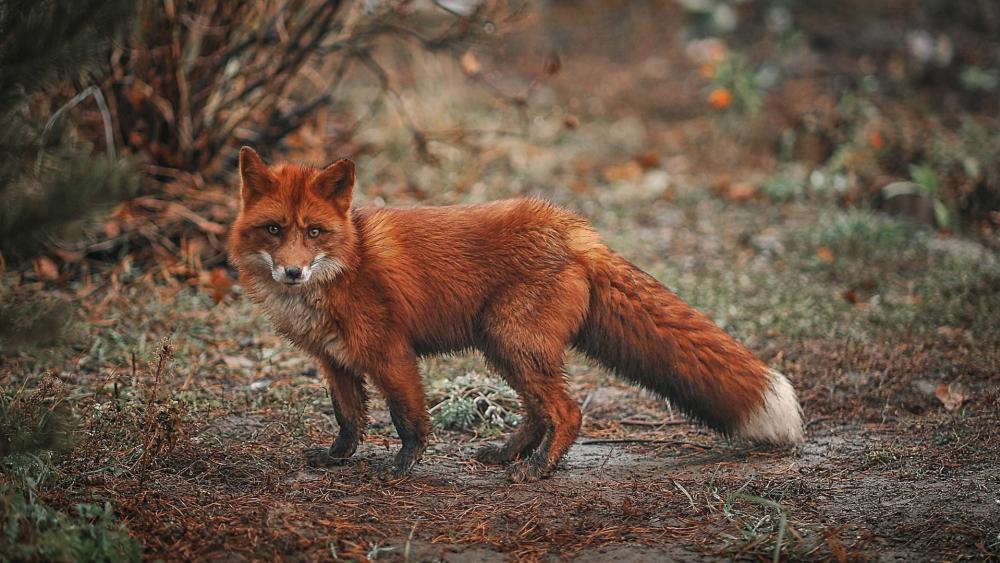Wild Fox in Autumn Forest wallpaper