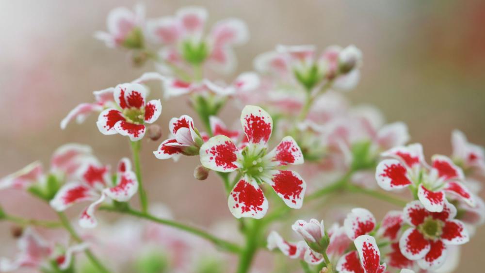 Delicate Dianthus Blossoms in Soft Spring Light wallpaper