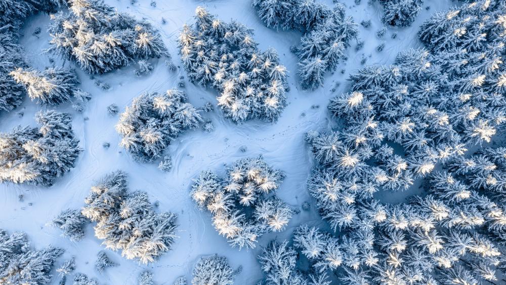 Frozen Fir Forest From Above wallpaper