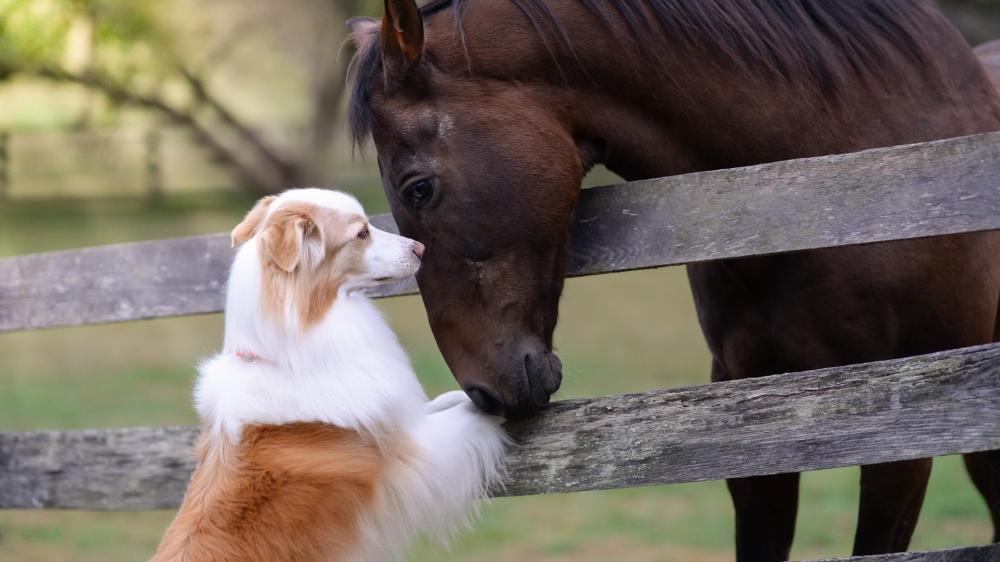 Gentle Friendship Between Dog and Horse wallpaper