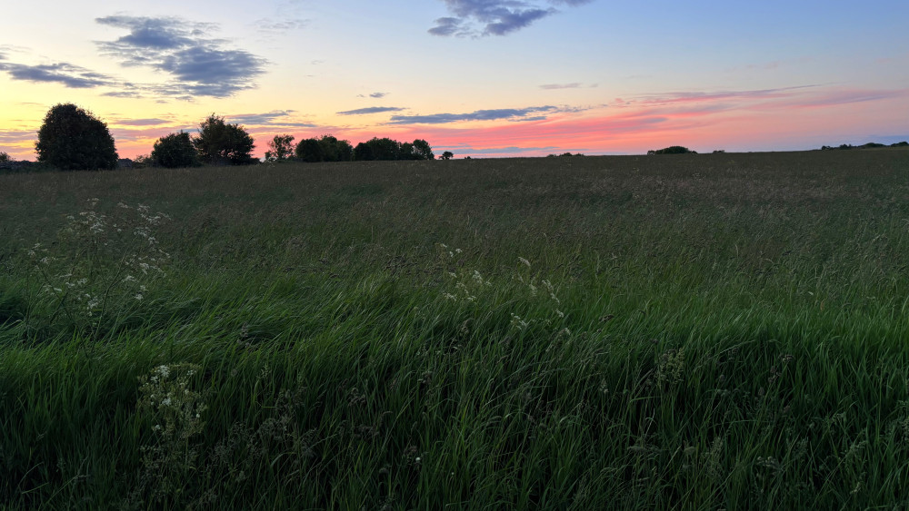 Golden Meadow Sunset wallpaper