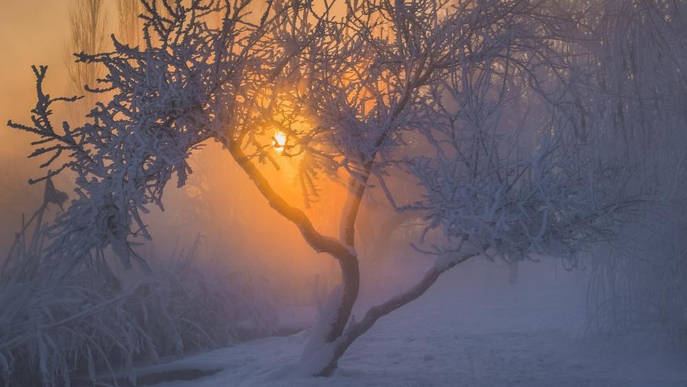 Frosted Dawn in Winter Fog wallpaper